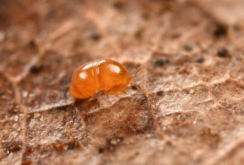 Cephennium sp.